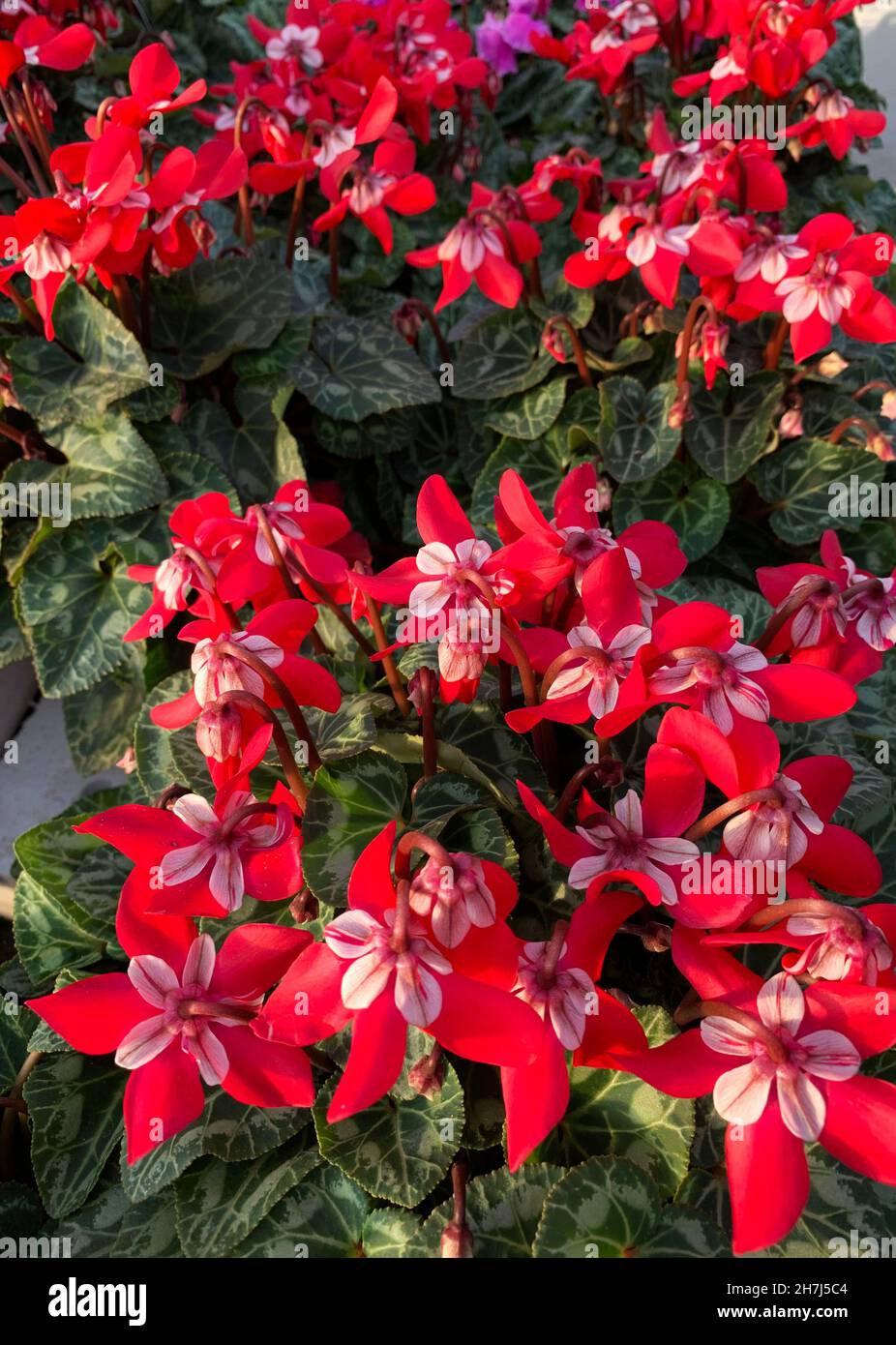 Bellissimi fiori di ciclamino rosso. Primo piano. Foto Stock