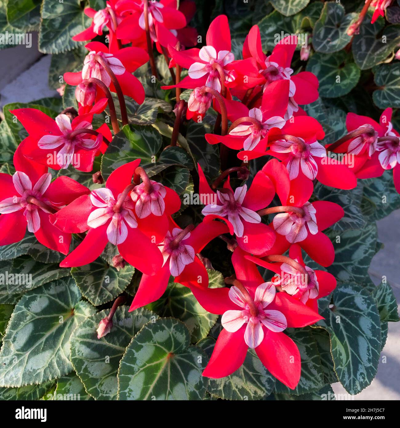 Bellissimi fiori di ciclamino rosso. Primo piano. Foto Stock