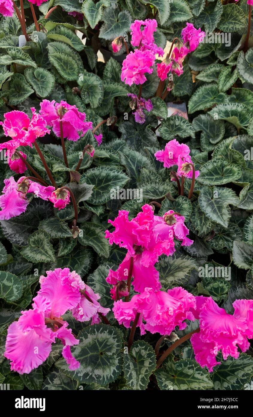 Bellissimi fiori di ciclamino. Primo piano. Foto Stock