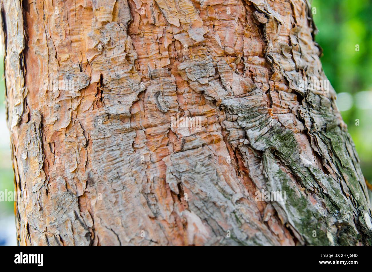 Vista di chiusura della corteccia dell'albero. Natura nei dettagli Foto Stock