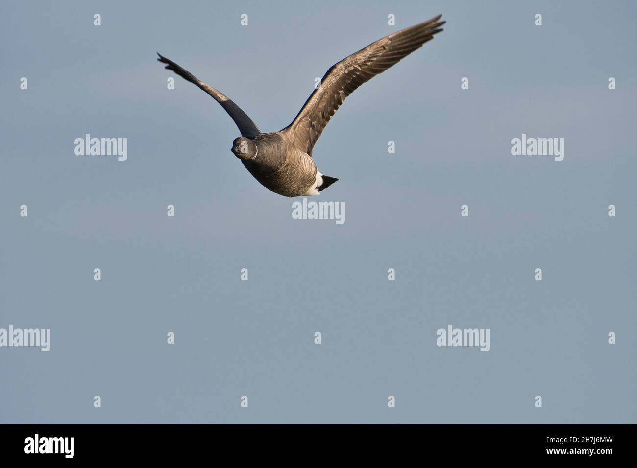 Brent goose (Branta bernicla) in volo Foto Stock