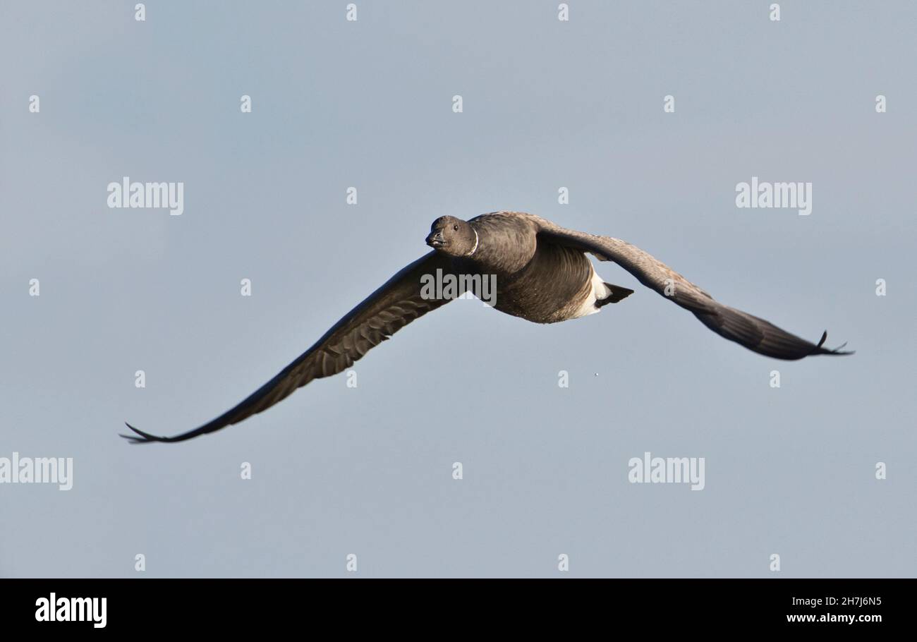 Brent goose (Branta bernicla) in volo Foto Stock