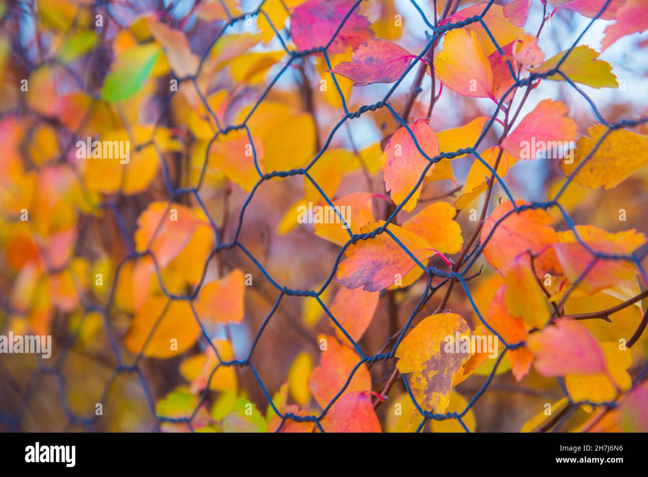 L'autunno lascia dietro una recinzione di filo. Foto Stock