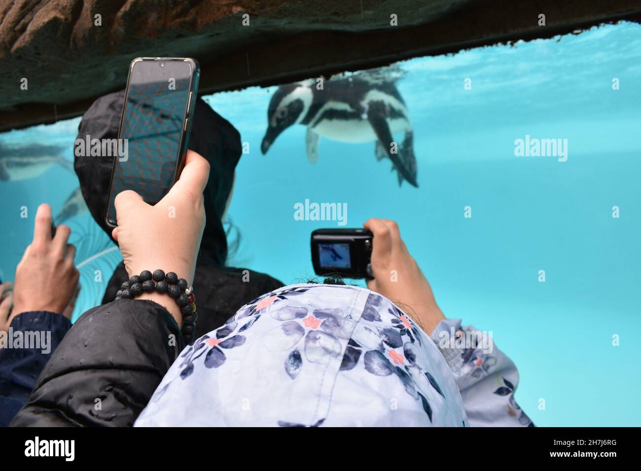 primo piano delle mani e delle braccia delle persone, scattando foto con i loro cellulari di pinguini sott'acqua Foto Stock