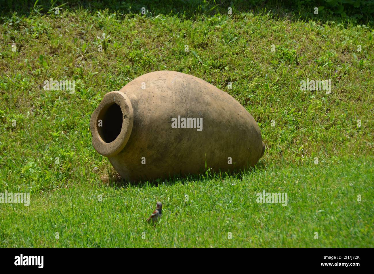 Vecchio vaso vino in erba verde, foto natura estate Foto Stock