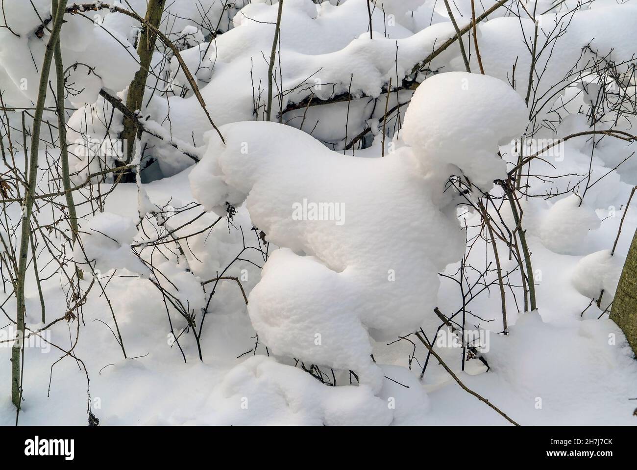 Neve sui rami di alberi di forma insolita. Giorno d'inverno. Regione di Leningrad. Foto Stock