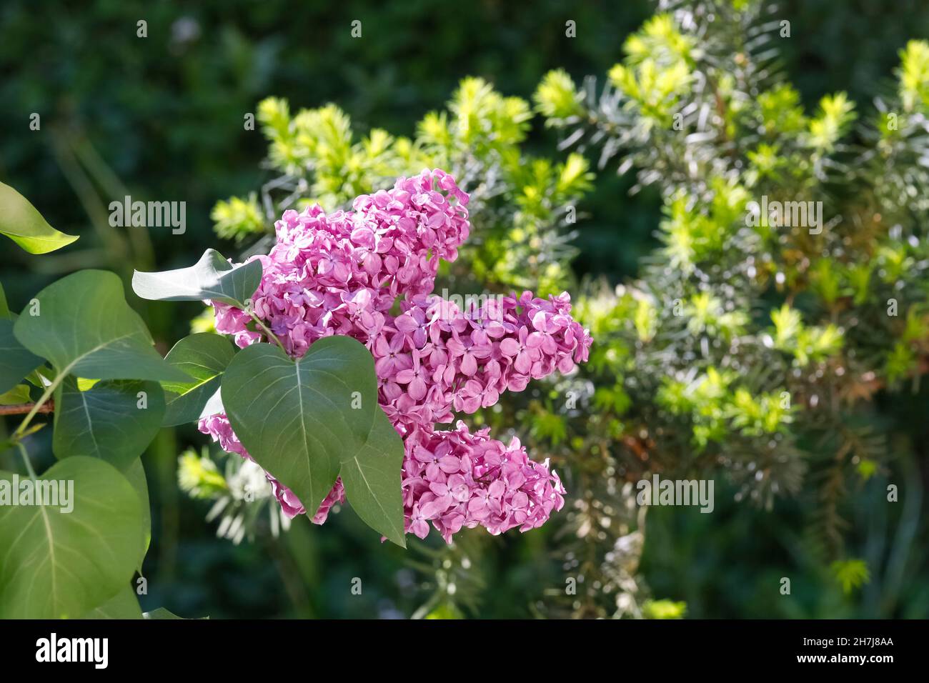Fiori di lilla sono visti tra il verde Foto Stock