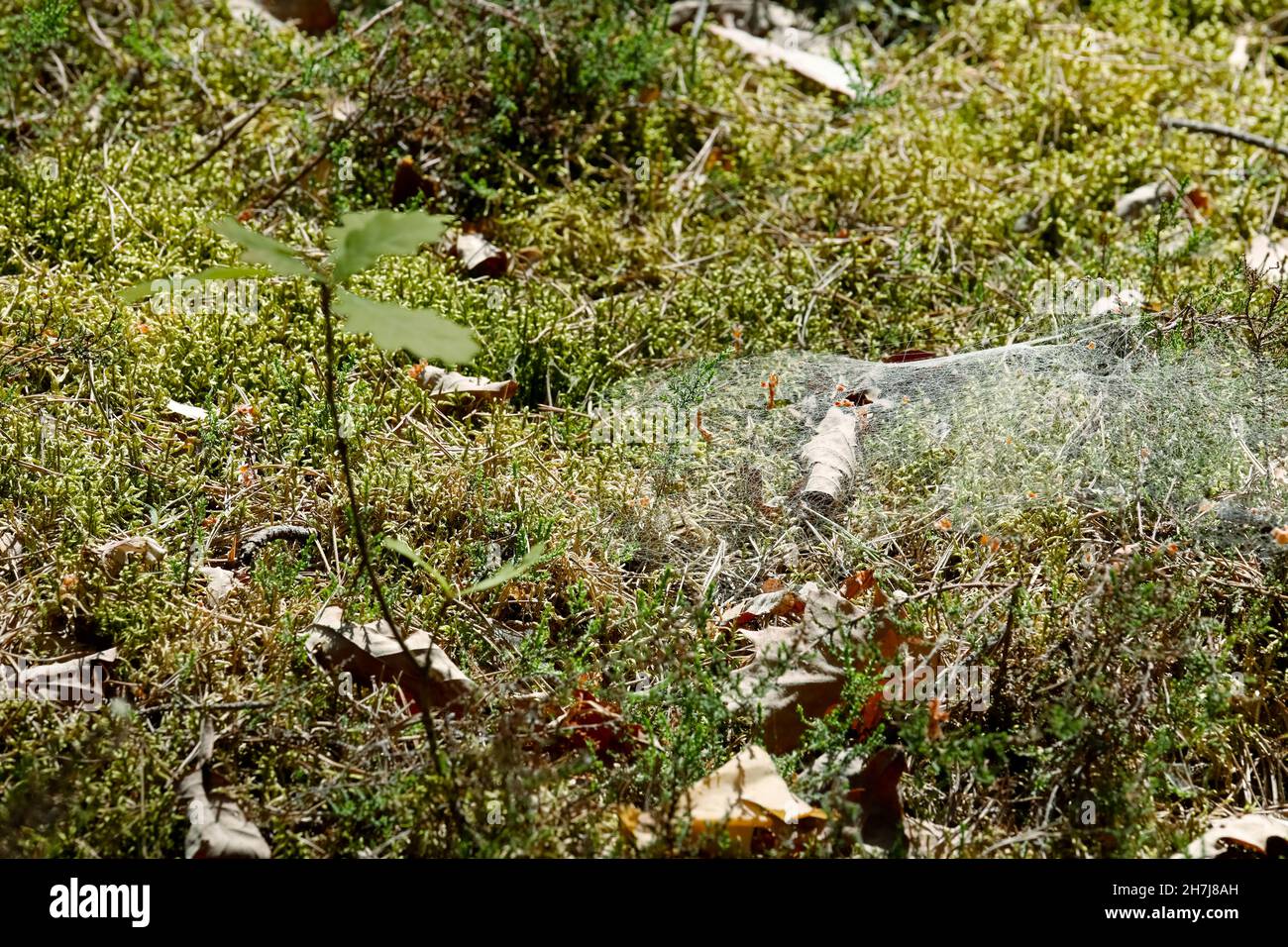 In una certa zona di assestamento della foresta, il muschio della foresta è coperto con un nastro di ciottoli Foto Stock