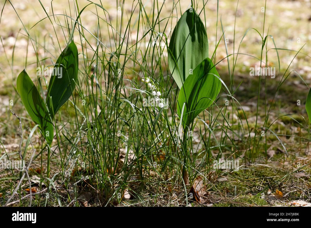 Giglio della valle o fiore di Convallaria majalis con le sue foglie verdi fiorisce vicino alle erbe in una foresta Foto Stock