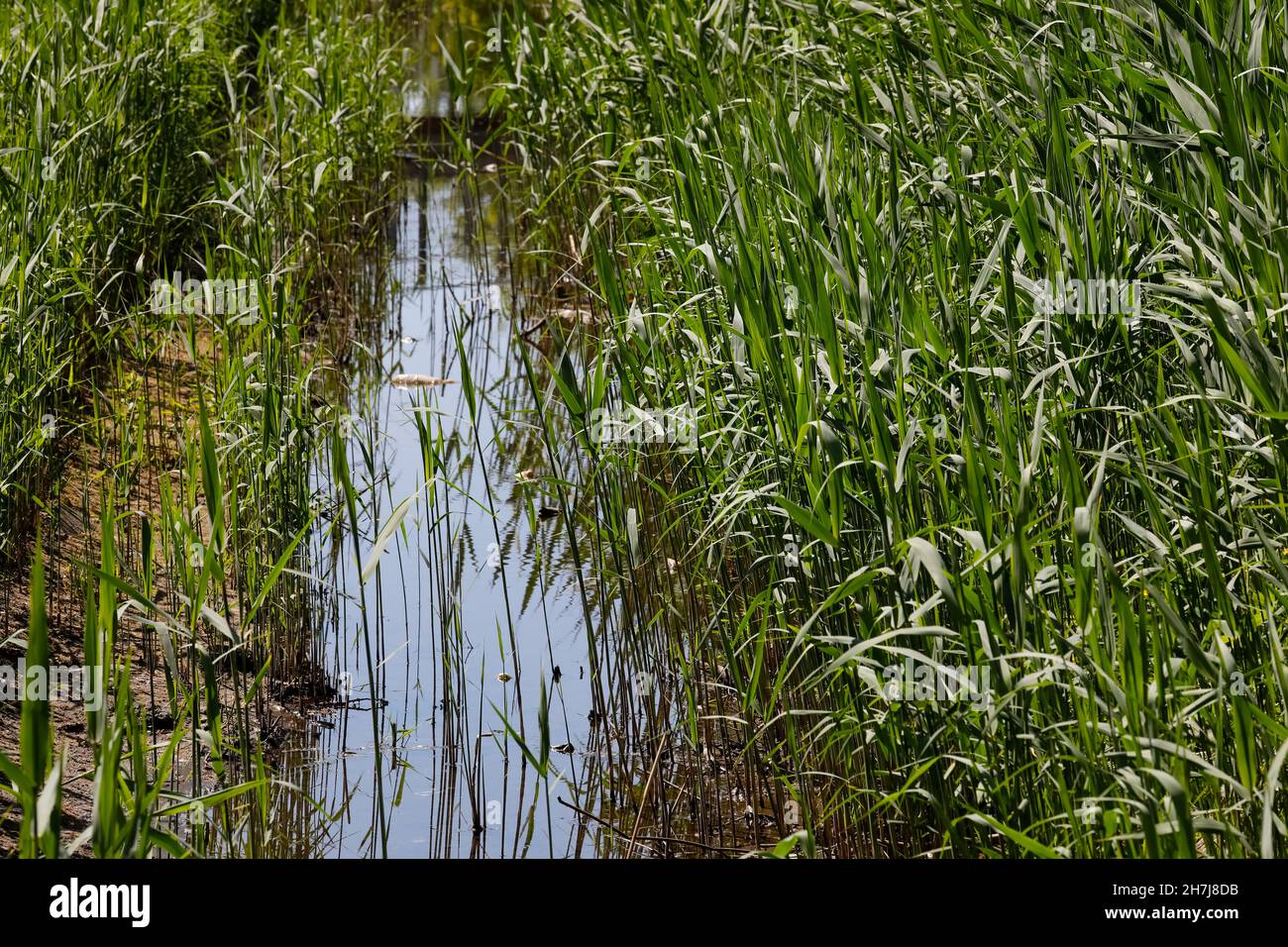 Piante di canna su entrambi i lati del canale Foto Stock