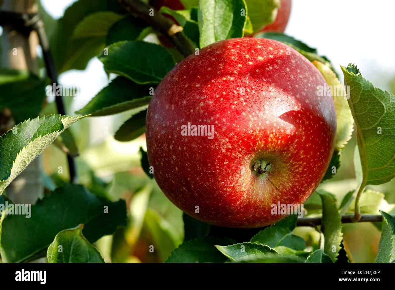 Una sola mela matura nel frutteto sul ramo Foto Stock