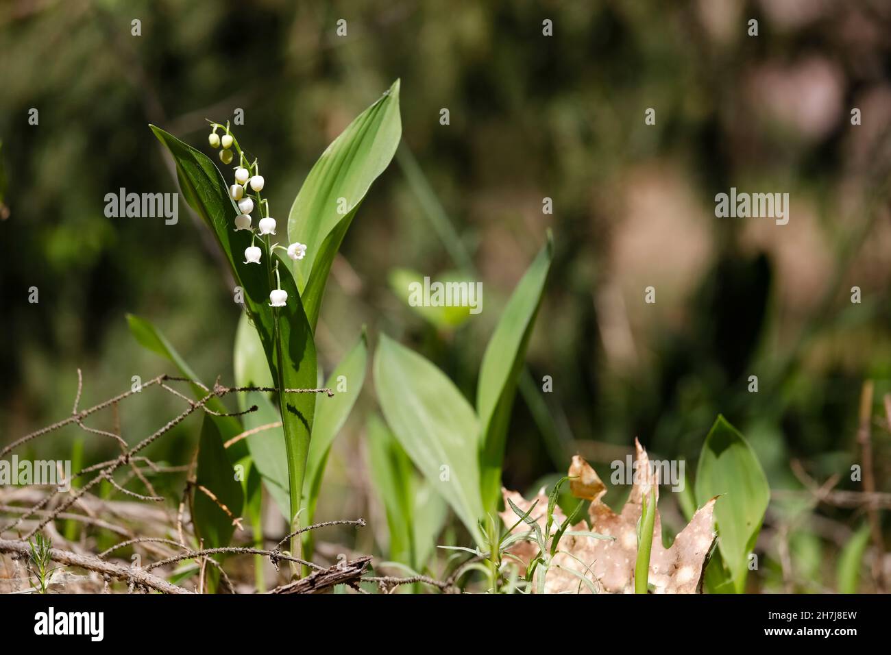 Piccolo fiore bianco con grandi foglie verdi è conosciuto come un giglio della valle o Convallaria majalis Foto Stock