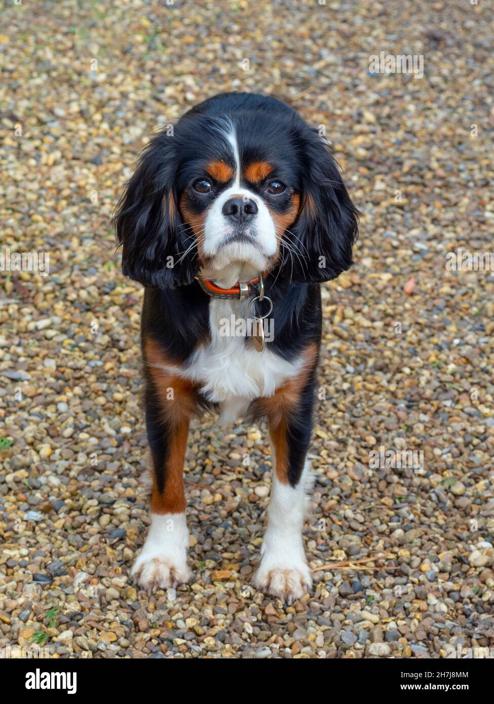 Cavalier re Carlo Spaniel ritratto può Norfolk Foto Stock