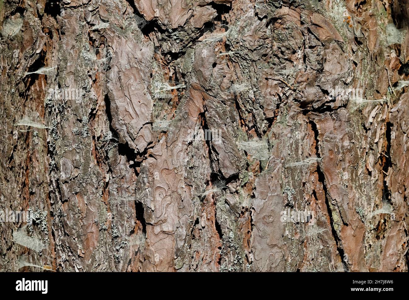 Il tronco di un vecchio pino con corteccia, sul quale sono presenti diversi nastri, crea uno sfondo naturale. Foto Stock
