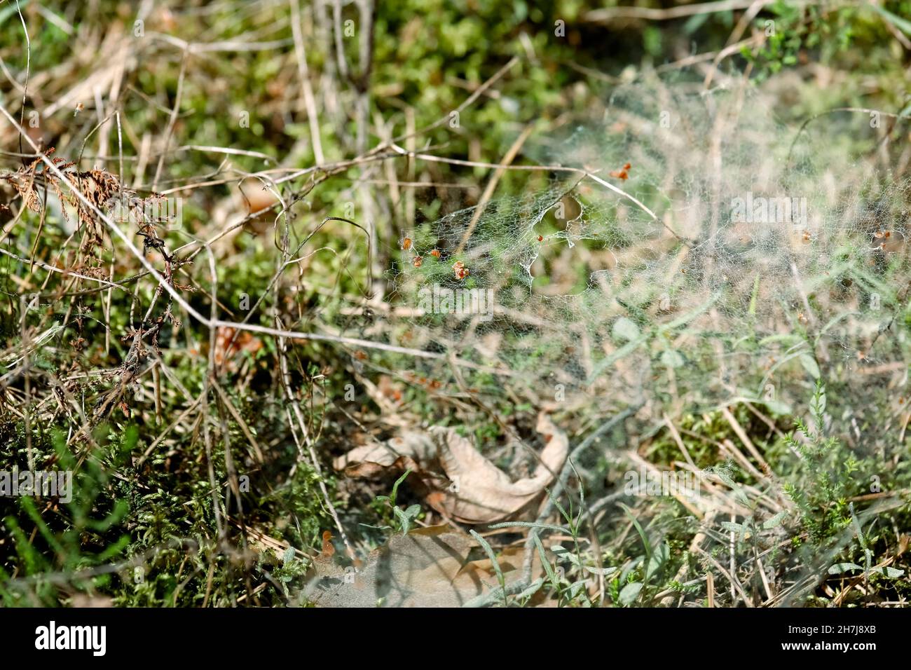 Un cobbweb su muschio foresta in una giornata di primavera soleggiata è visto Foto Stock