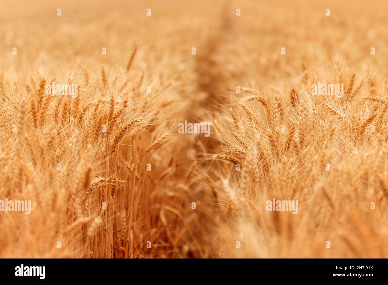 Il campo di grano di colore giallo dorato è pronto per la raccolta, la coltivazione di piante di cereali, fuoco selettivo Foto Stock
