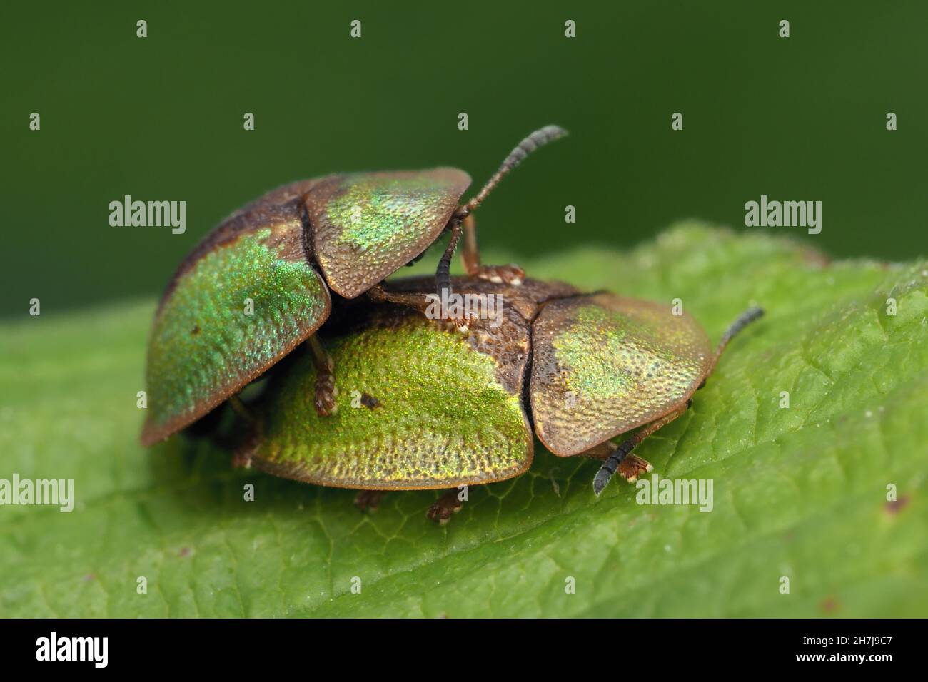 Coppia di scarabei Cassida Vibex Tartaruga a foglia. Tipperary, Irlanda Foto Stock