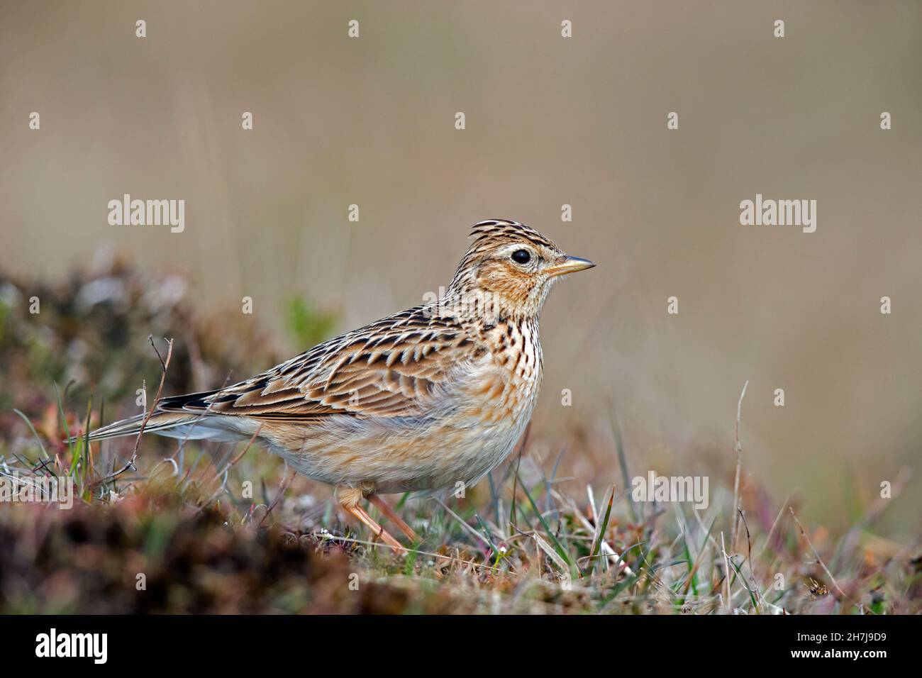 Lo skylark eurasiatico (Alauda arvensis) foraging a terra in primavera Foto Stock