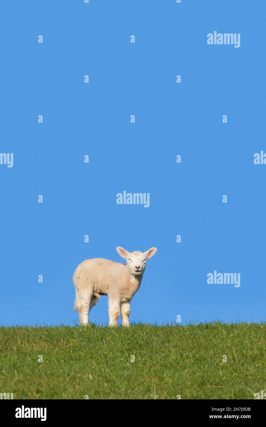 Singolo agnello bianco di pecora domestica raffigurato contro il cielo blu Foto Stock