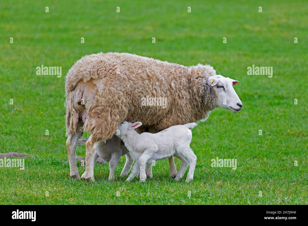 Pecora bianca domestica pecora / femmina con due agnelli succhiare in prateria / prato in primavera Foto Stock