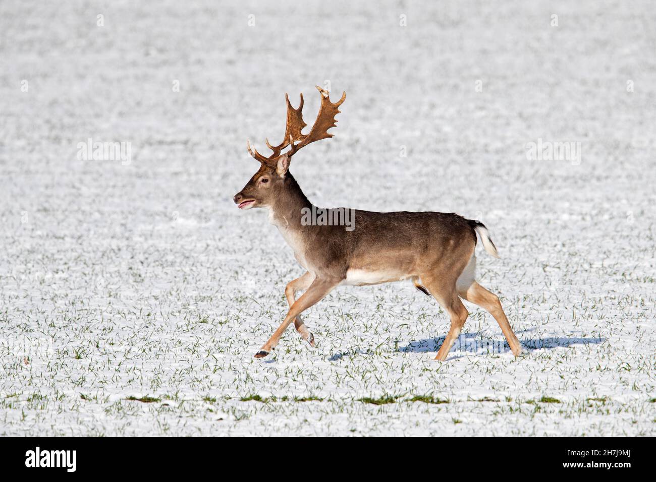 Daino (Dama dama) buck che corre su campo coperto di neve in inverno Foto Stock