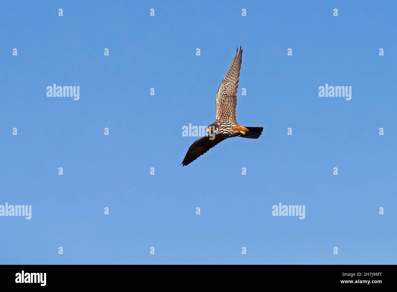 Hobby eurasiatico (Falco subbuteo) in volo contro il cielo blu Foto Stock