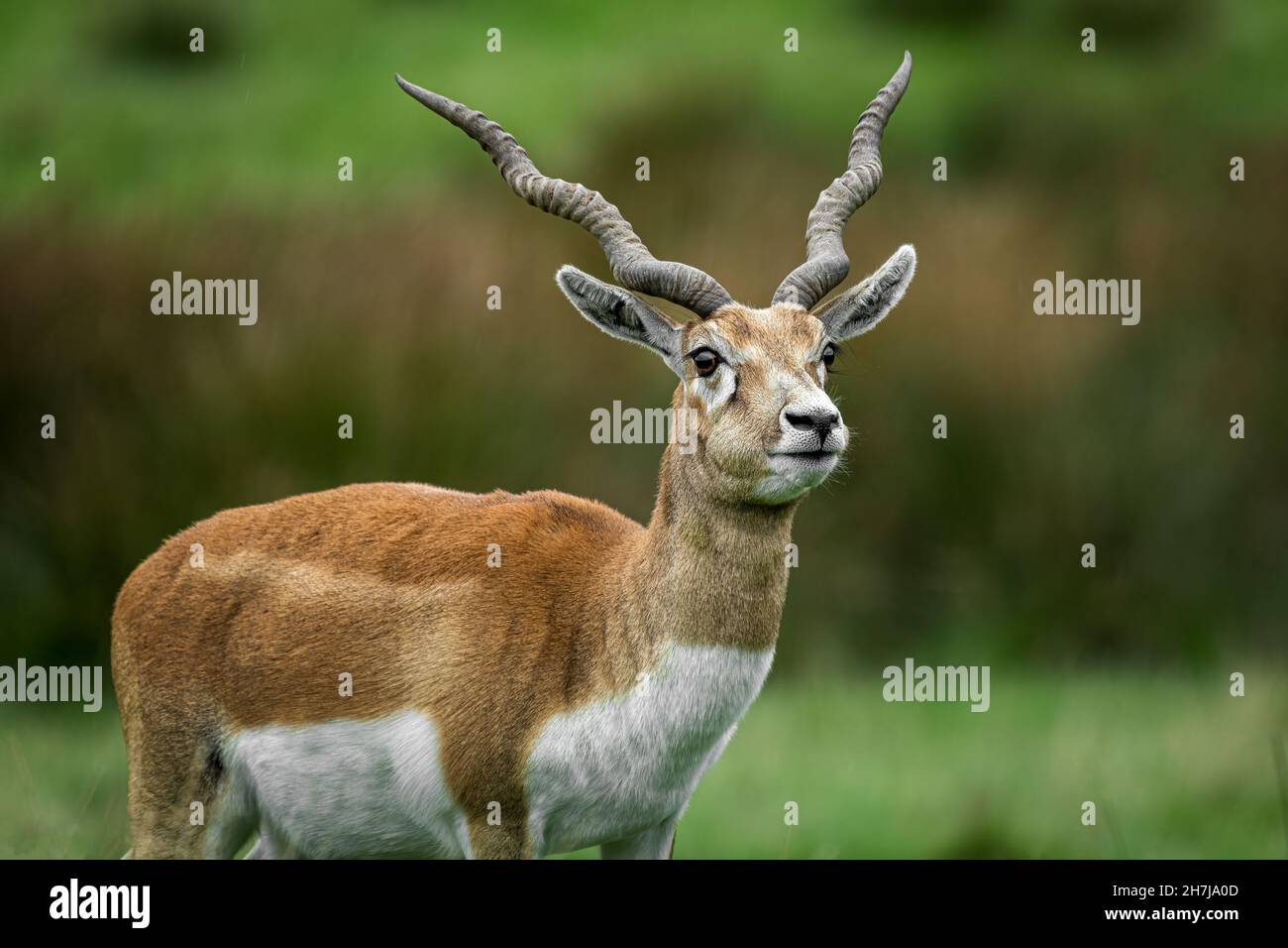 ritratto di tre quarti di lunghezza di un'antilope blackbuck con grandi corna contorte Foto Stock