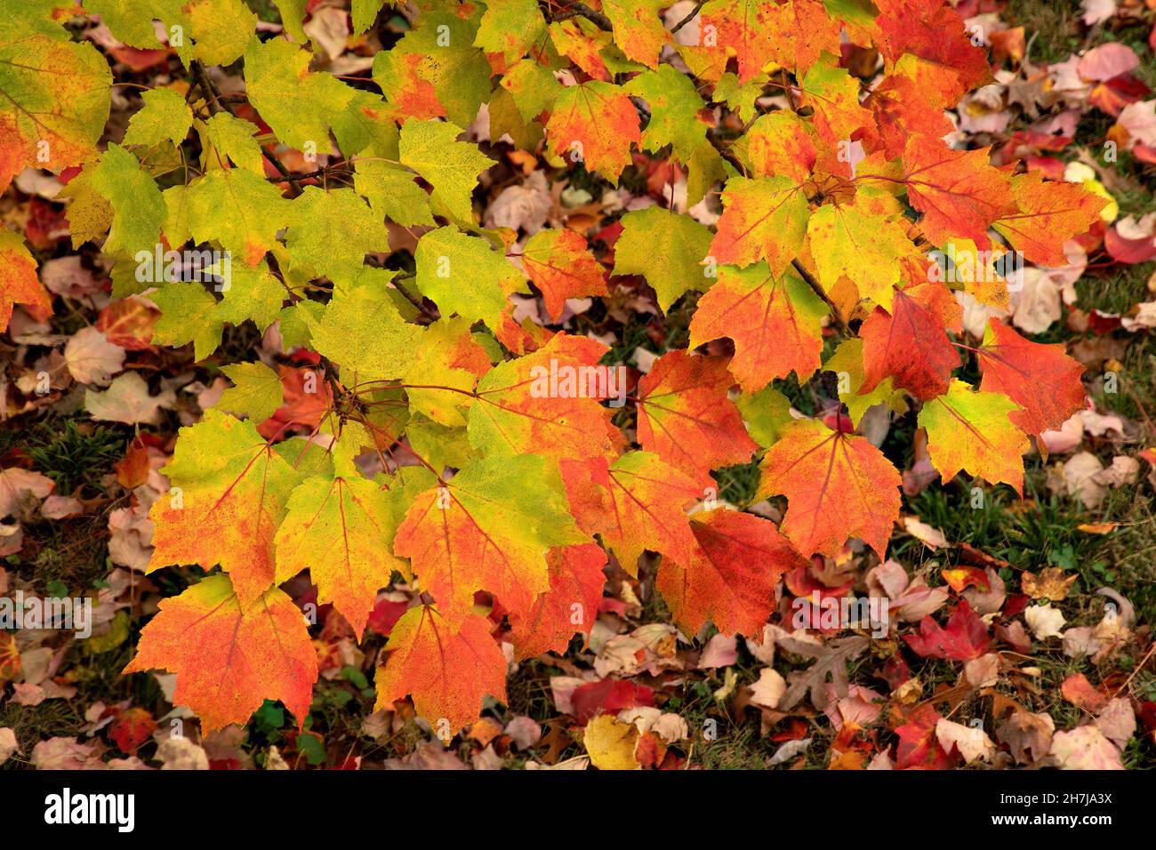 Stagioni mutevoli - la transizione della natura dall'estate all'autunno. Ramo colorato di foglie di acero; alcune ancora verdi, altre che transitano ai colori autunnali. Foto Stock