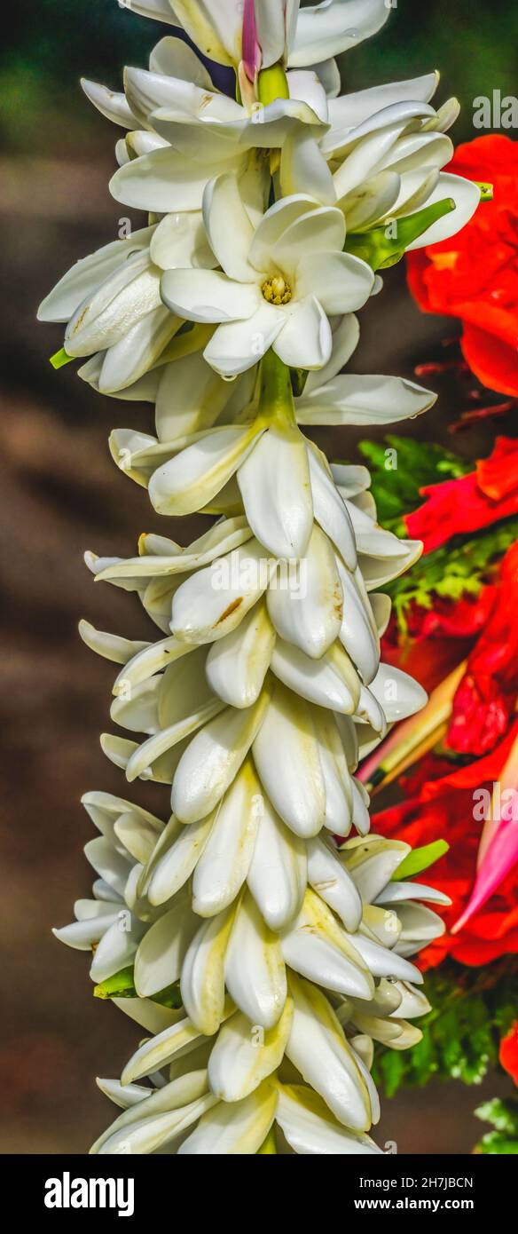 Tropical White Flowe Lei decorazione a mano di Natale Moorea Tahiti Polinesia francese. Foto Stock