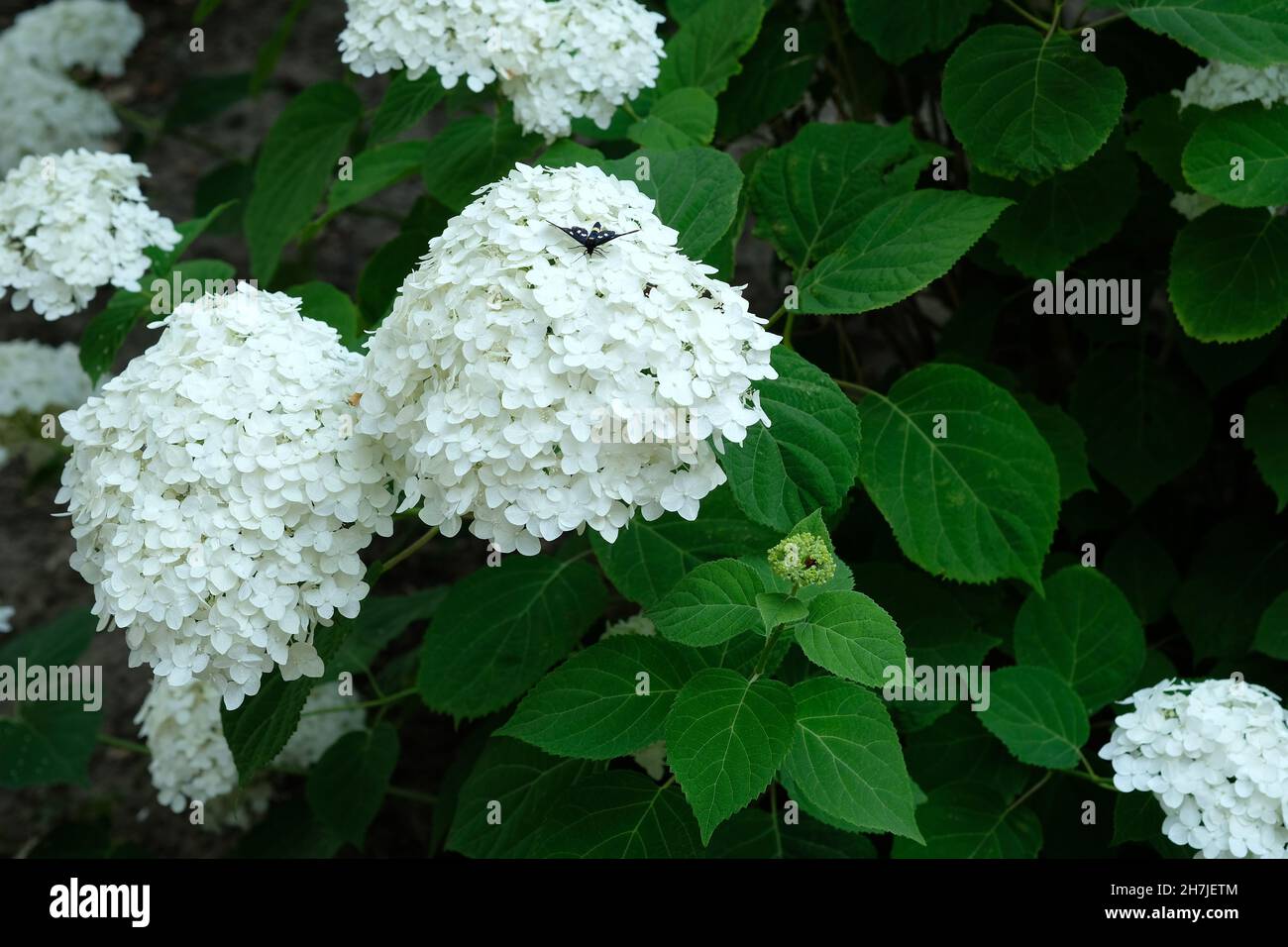 Hydrangea paniculata luce bianca in giardino in estate. Ortangea sferica giardino durante il periodo di fioritura. Cespuglio con piccoli fiori bianchi Foto Stock