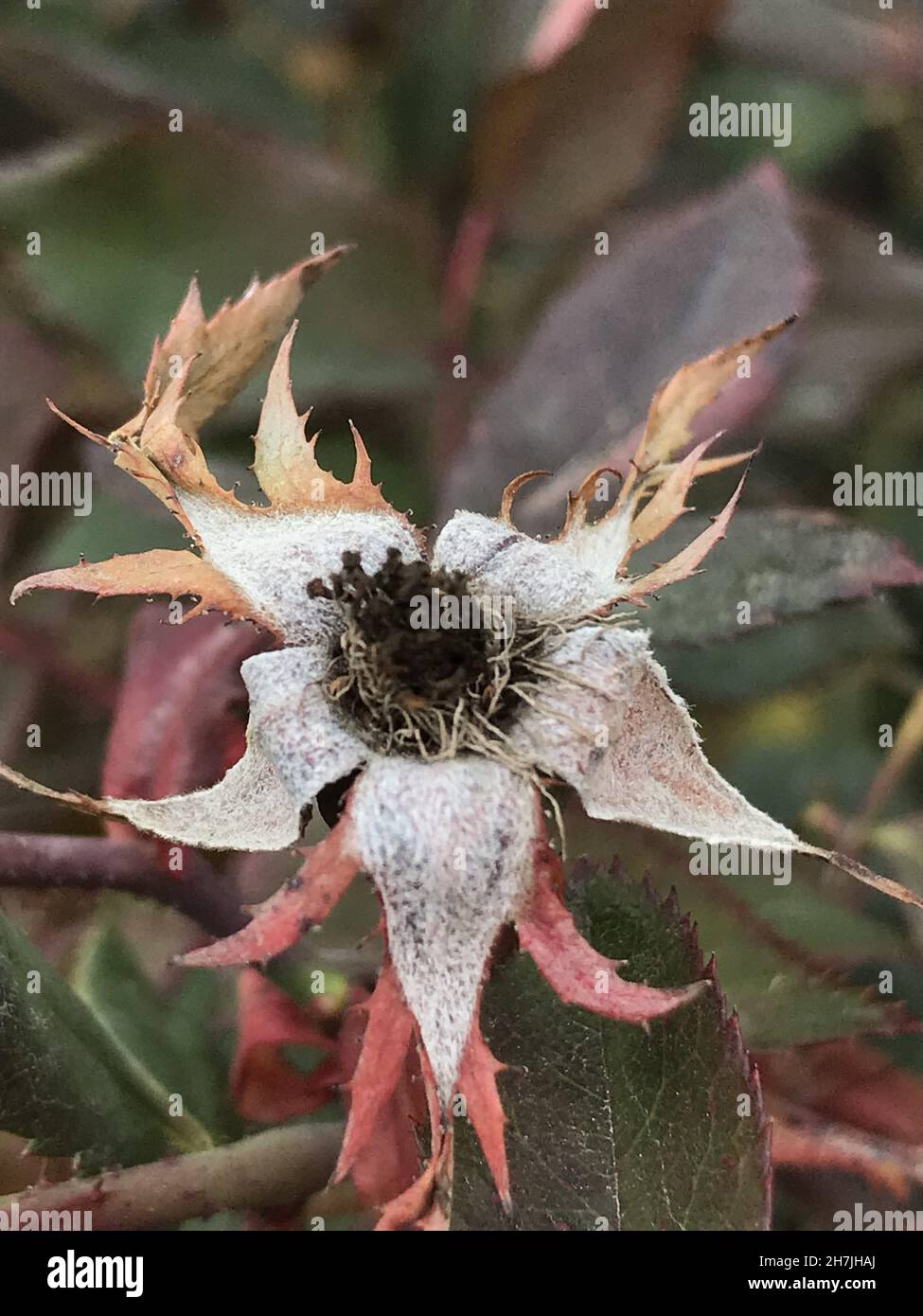 Primo piano di una rosa senza petali Foto stock - Alamy