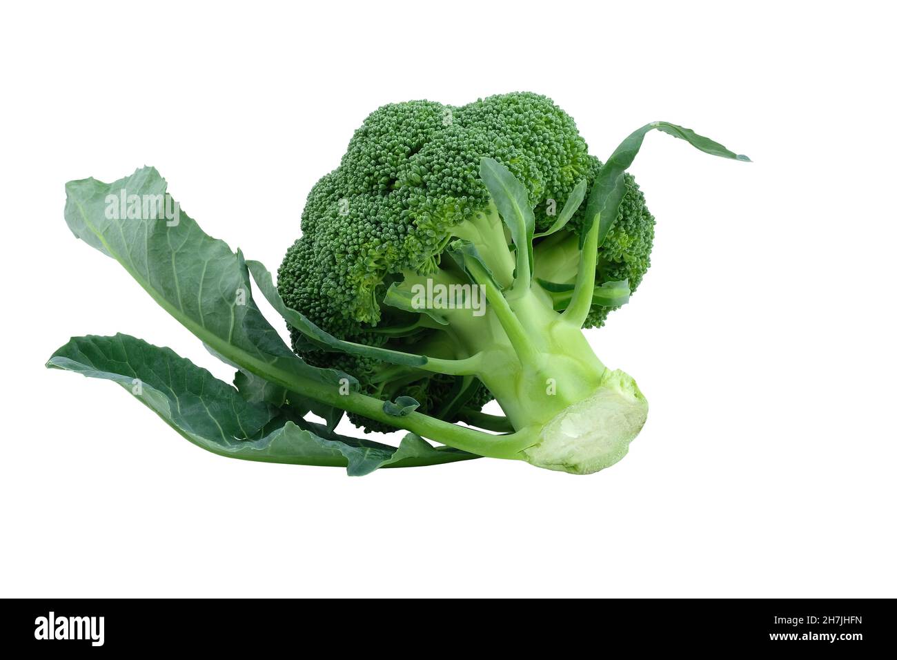 Testa di broccoli freschi crudi isolare. Broccoli verdi con foglie. Broccoli freschi isolati su fondo bianco primo piano Foto Stock
