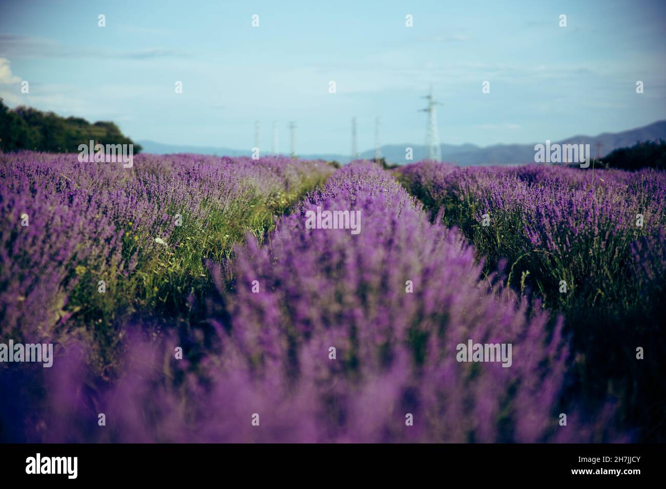 Bella grande campo di lavanda in Bulgaria con montagne in background.Violet fiori fioritura. Incredibile scatto della natura. Foto di alta qualità Foto Stock