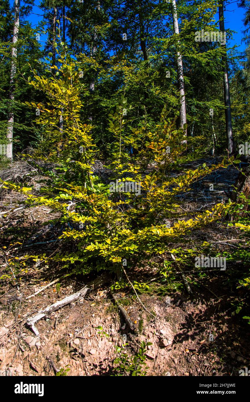 Herbst in coniglietto Farben Spaziergang in der Natur Foto Stock