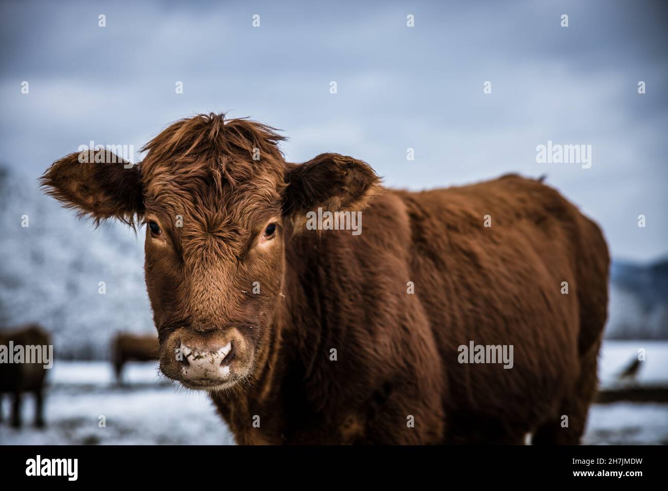 Bestiame bovino grigio di vacca in piedi all'aperto in un pascolo invernale nel giorno. Mucca guardando il ritratto della macchina fotografica nella neve d'inverno. Foto di alta qualità Foto Stock