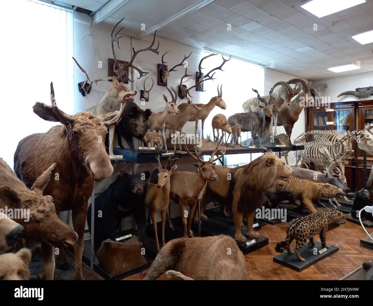 Museo Zoologico, tassidermia. Animali ripieni di pelle e lana naturale. Foto Stock