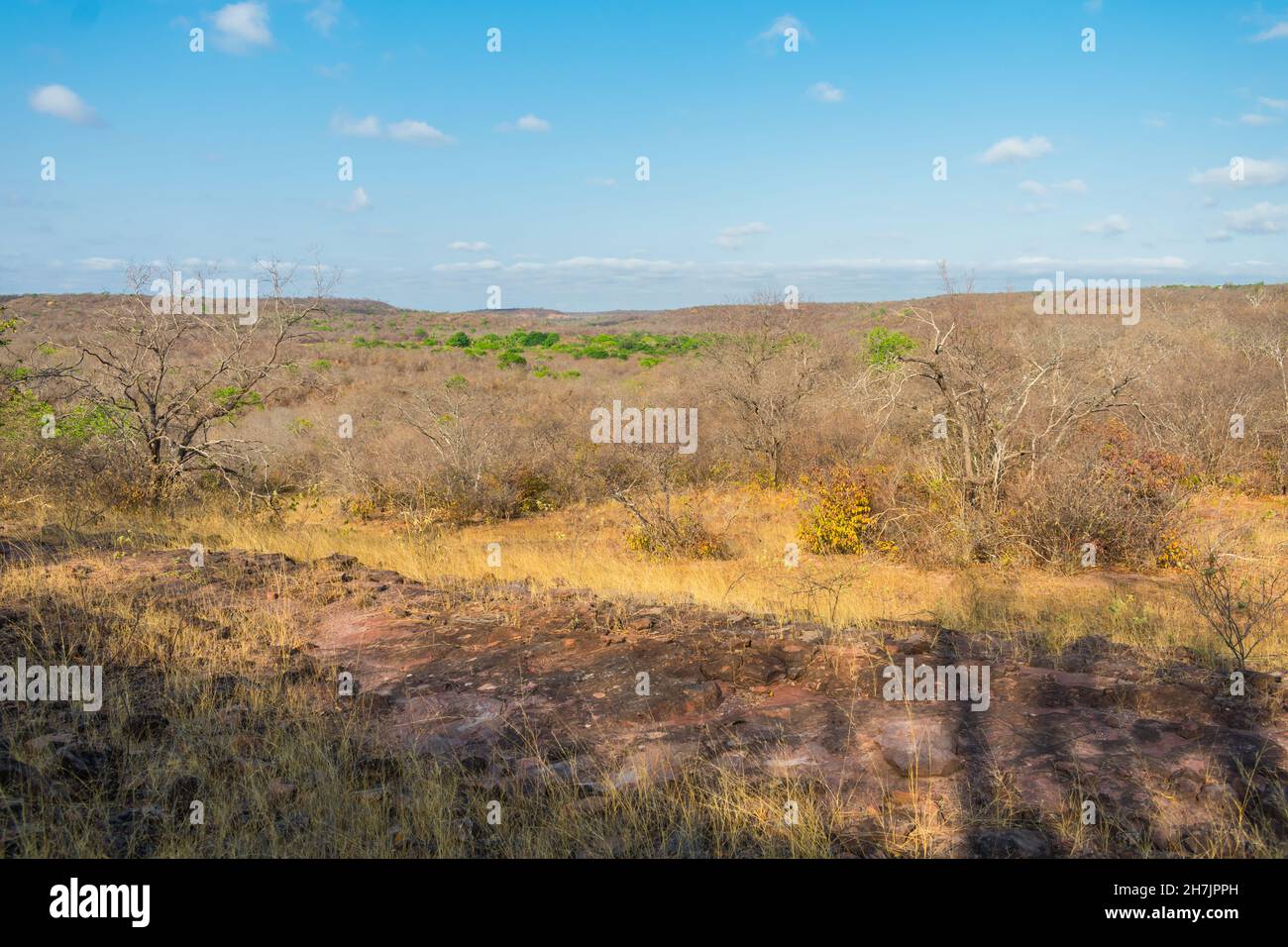 Una vista del paesaggio di caatinga nel picco della stagione secca - Oeiras, stato di Piaui, Brasile Foto Stock