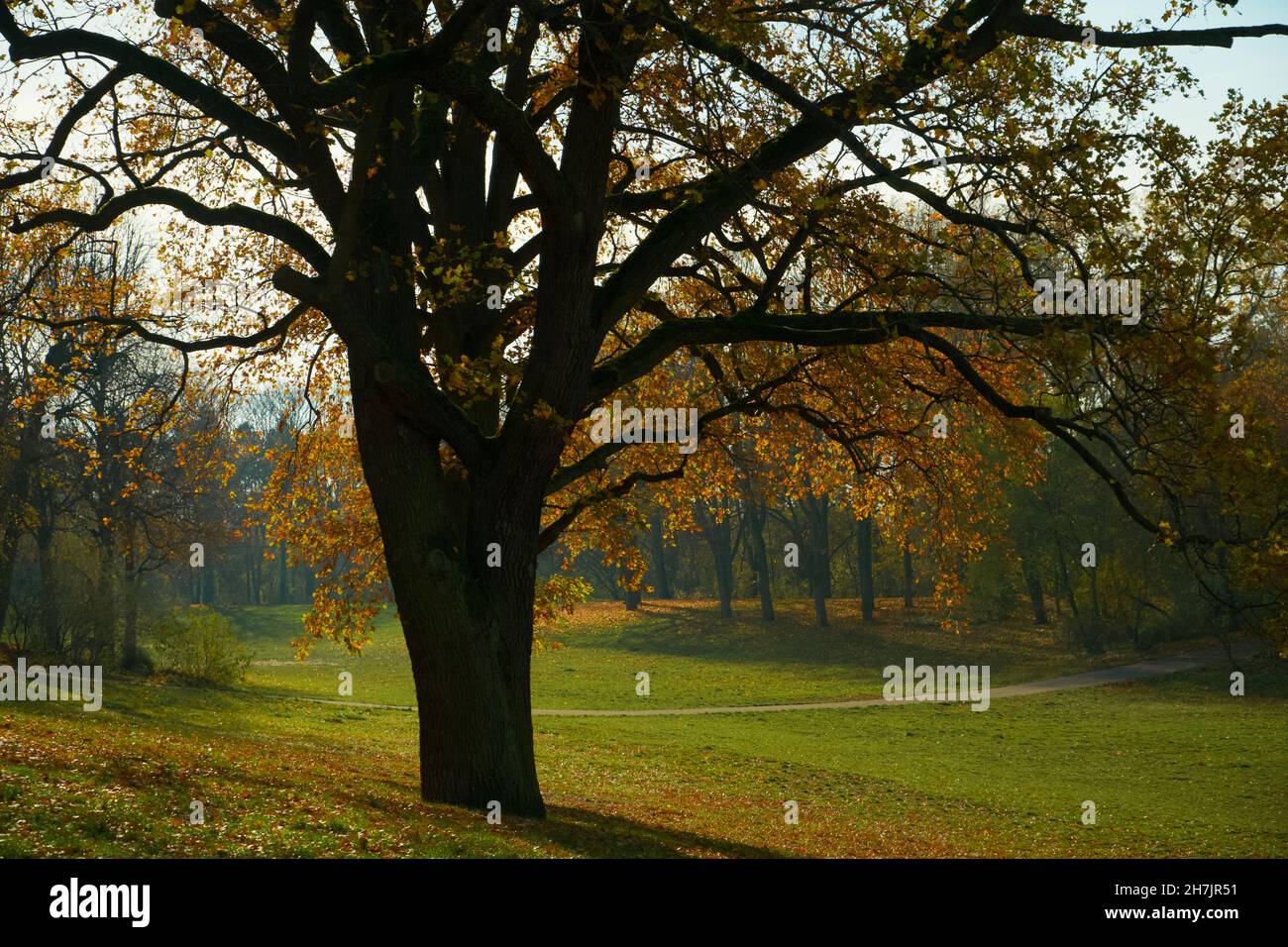 Giornata autunnale soleggiata nel Parco pubblico di Berlino Hasenheide. Foglie colorate cadono lentamente dagli alberi. Bella retroilluminazione. Foto Stock