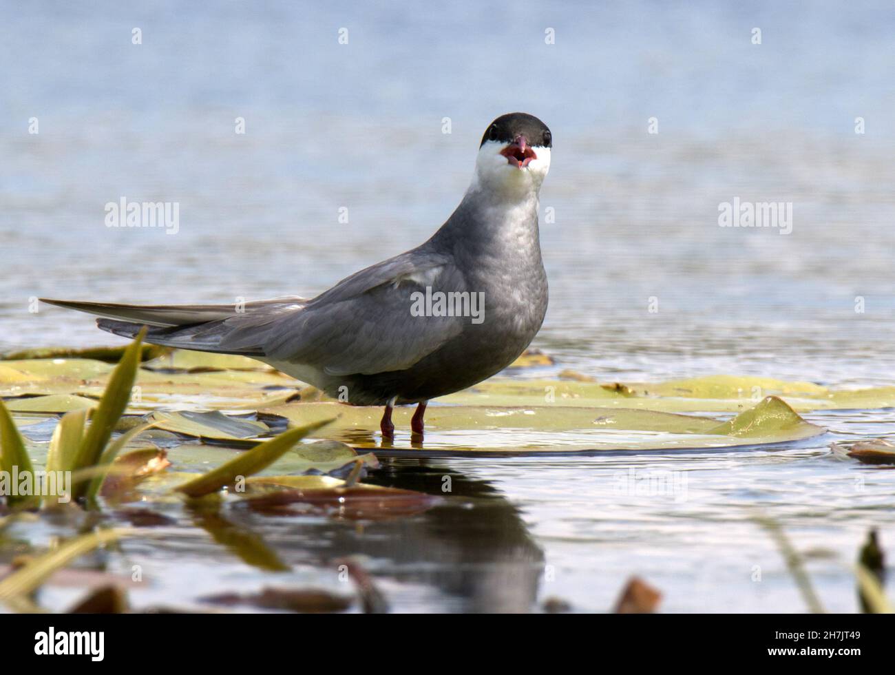 Tern comune (Sterna hirundo) Foto Stock