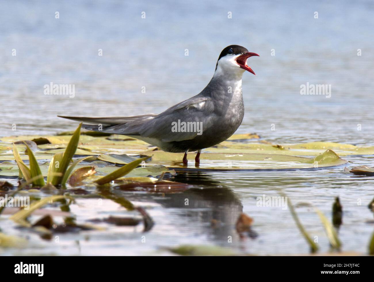 Tern comune (Sterna hirundo) Foto Stock