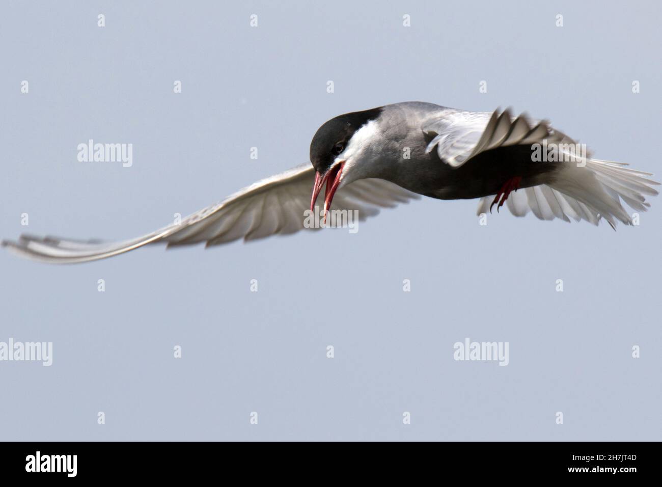 Tern comune (Sterna hirundo) Foto Stock