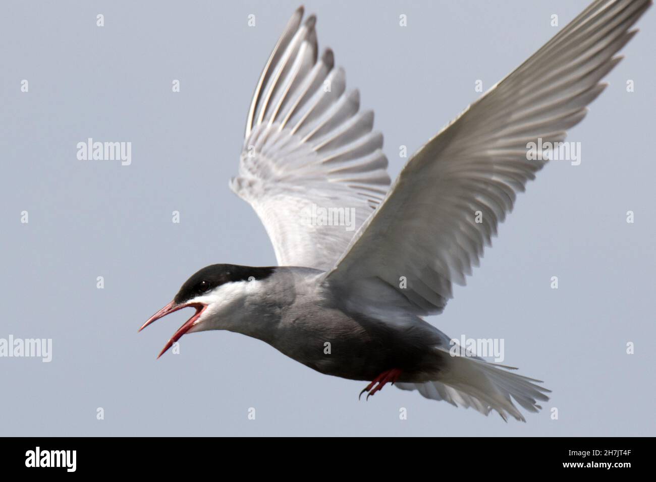 Tern comune (Sterna hirundo) Foto Stock