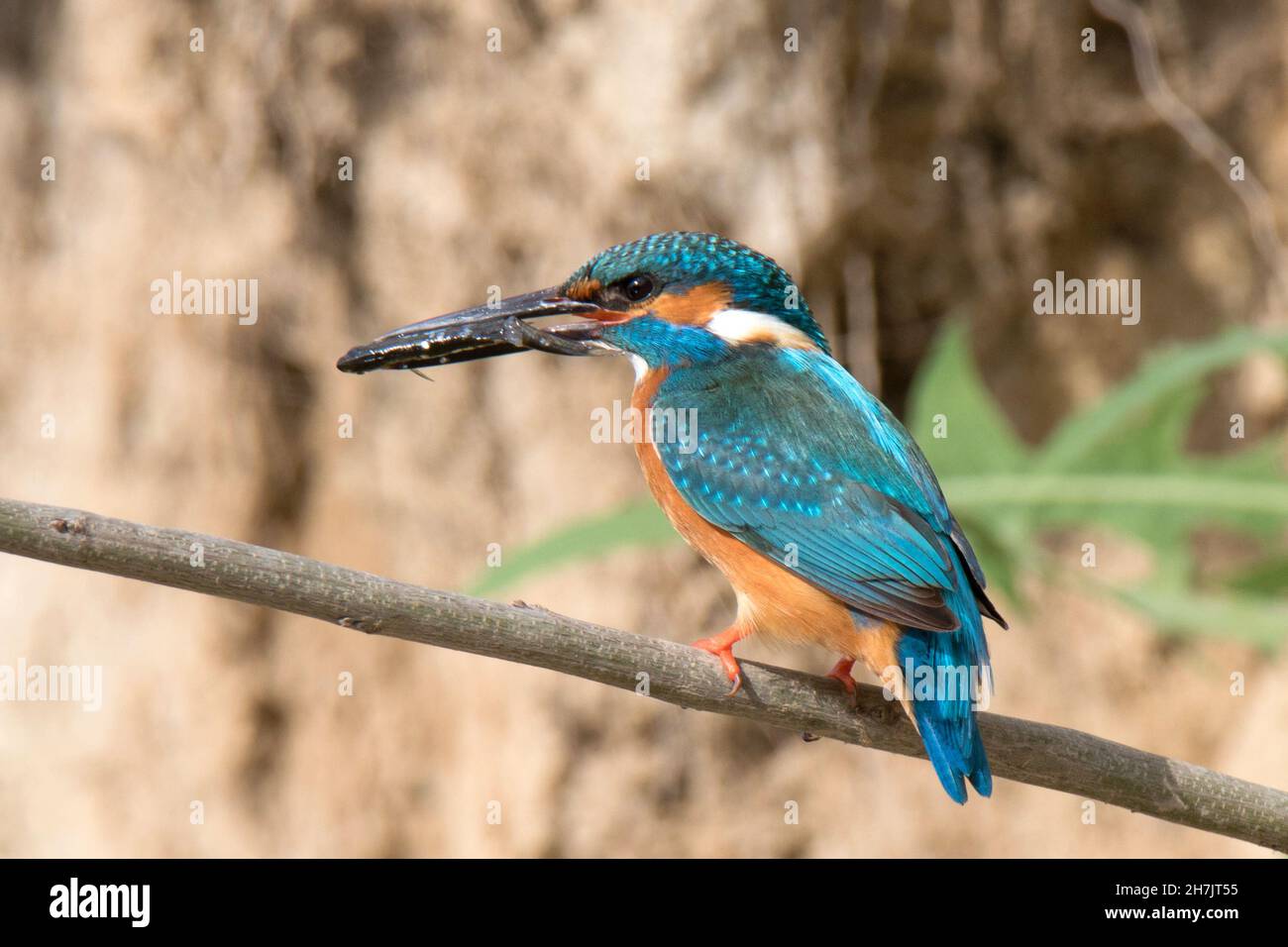 Common kingfisher (Alcedo atthis) Foto Stock