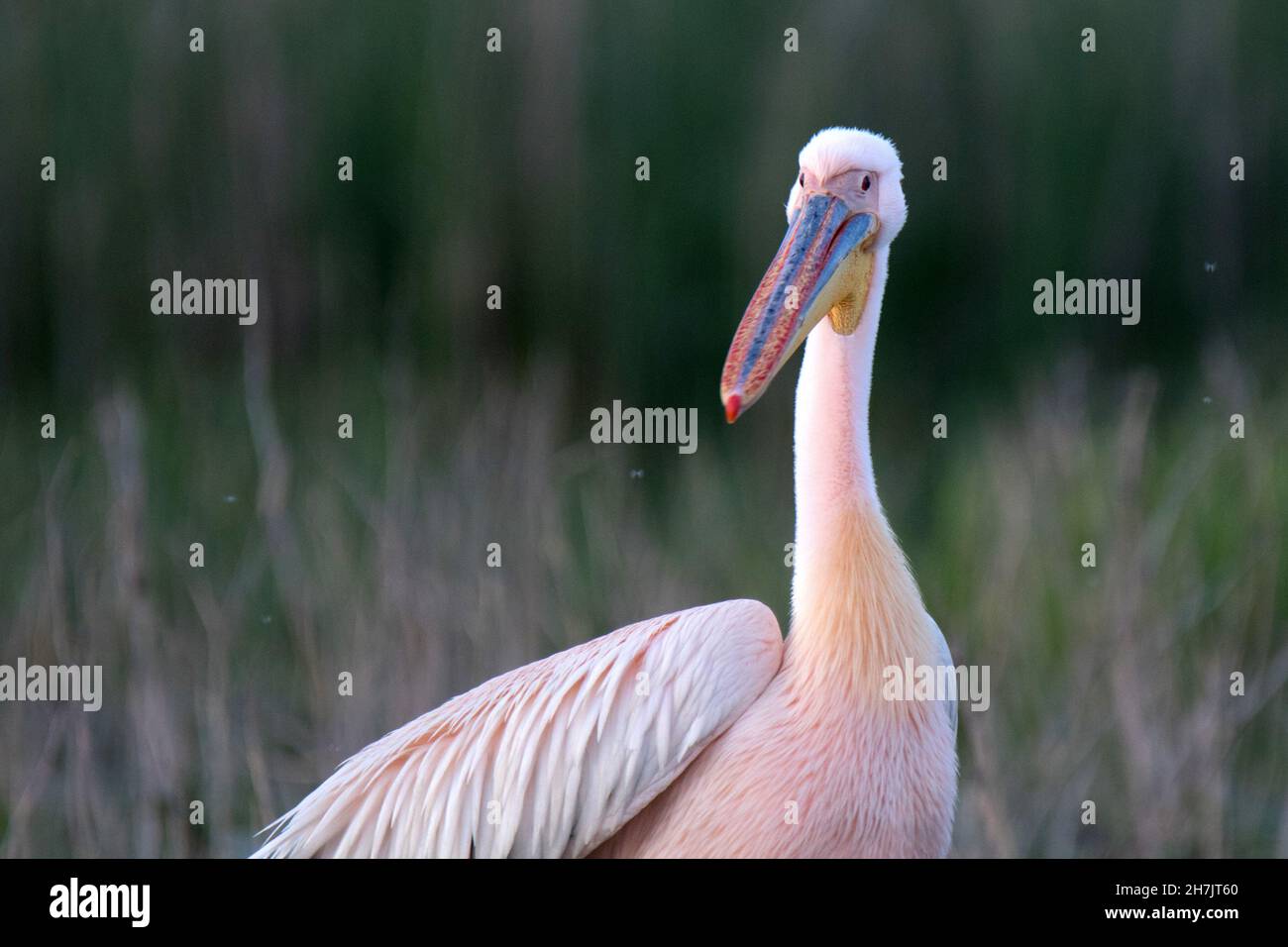 Grande pellicano bianco (Pelecanus onocrotalus), Delta del Danubio Foto Stock
