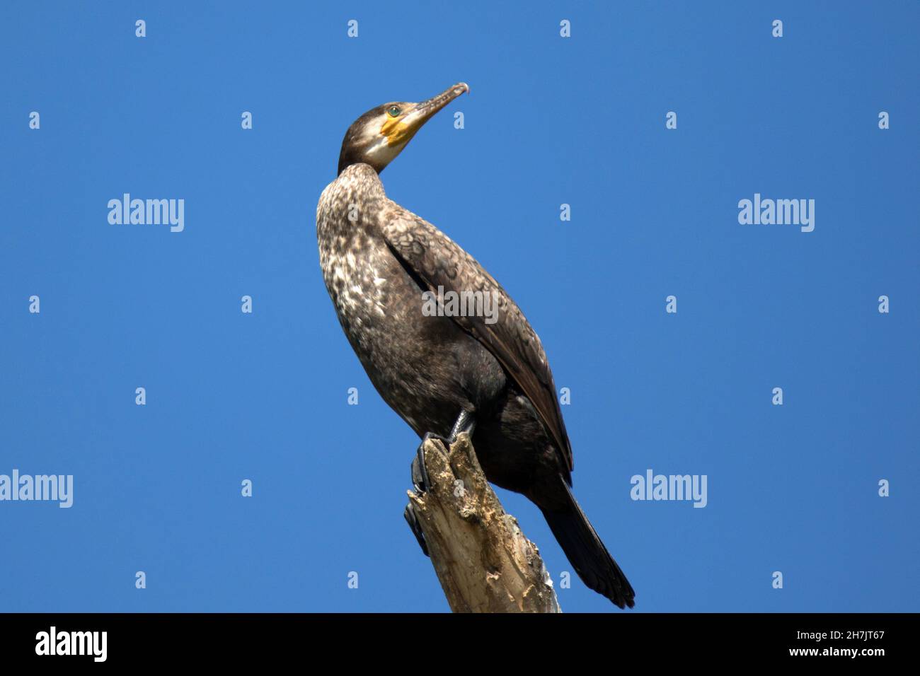 Cormorano (Phalacrocorax carbo) Foto Stock