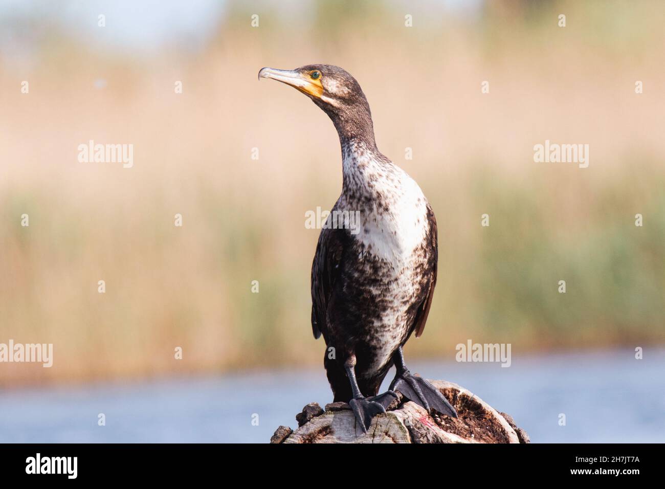 Cormorano (Phalacrocorax carbo) Foto Stock