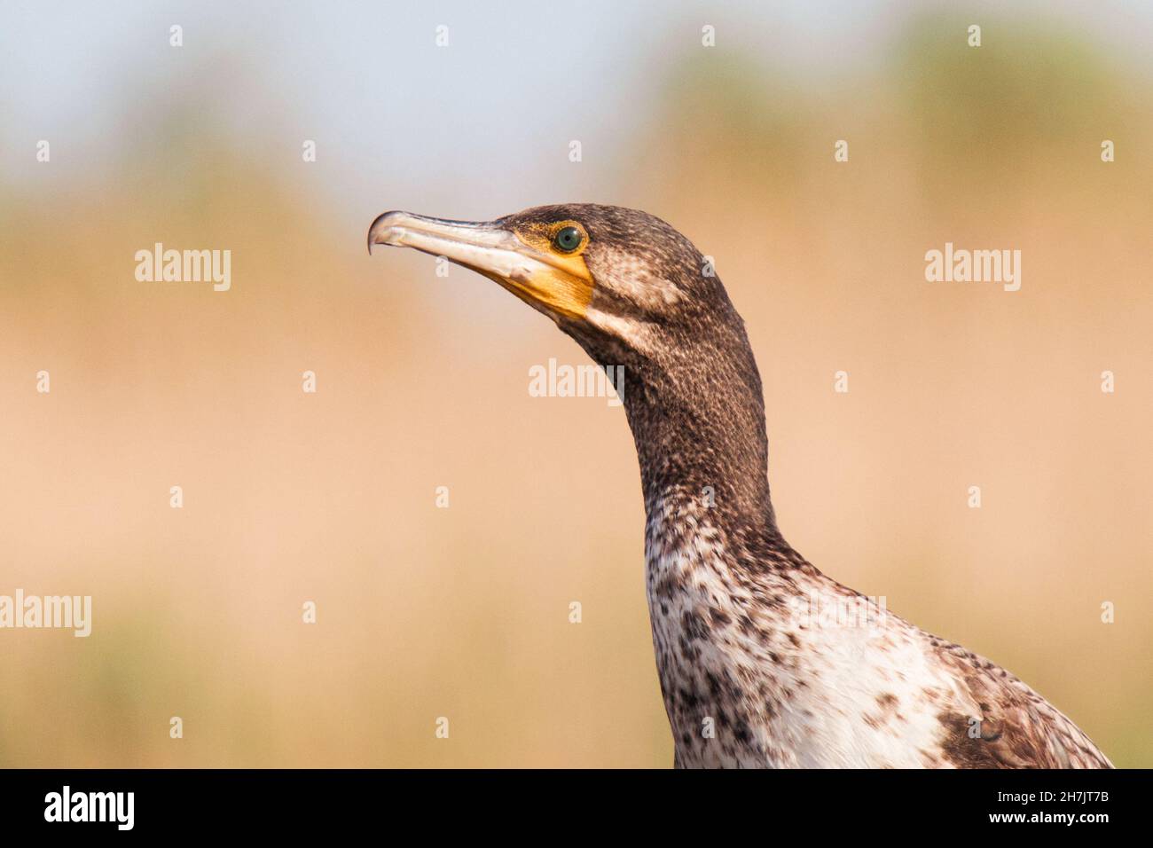 Cormorano (Phalacrocorax carbo) Foto Stock