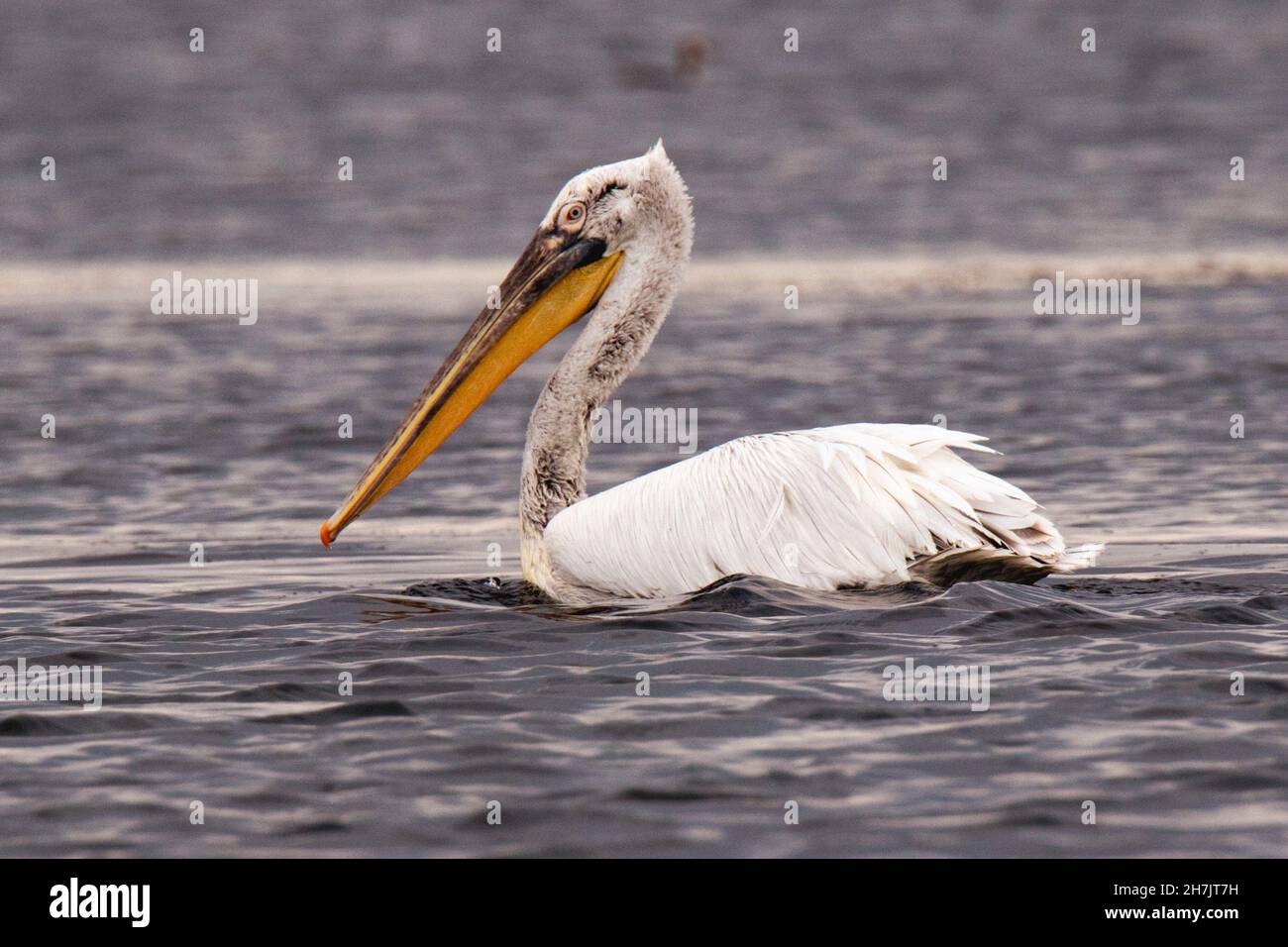 Pellicano dalmata (Pelecanus crispus) Foto Stock