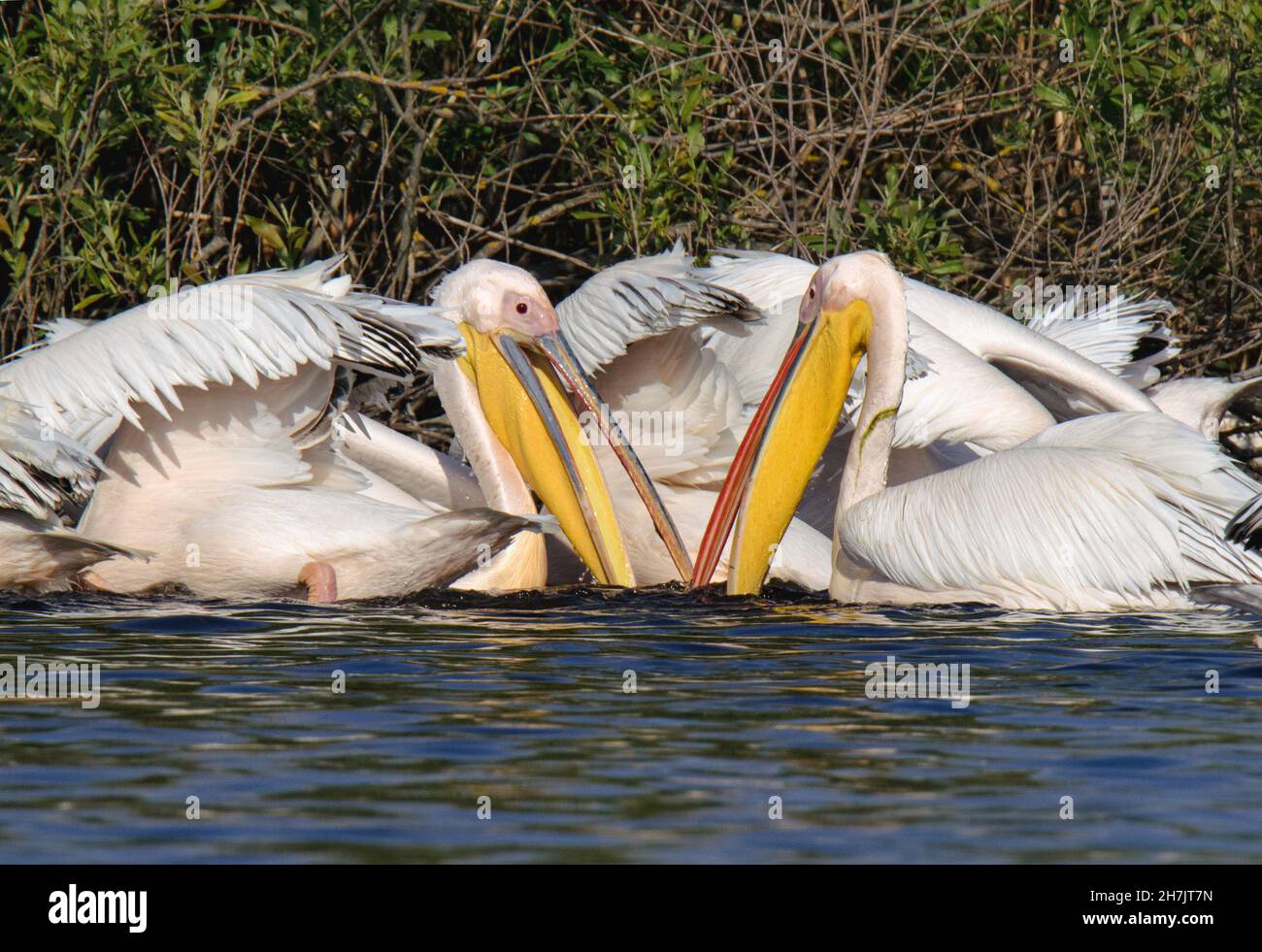 Grandi pellicani bianchi (Pelecanus onocrotalus), Delta del Danubio Foto Stock