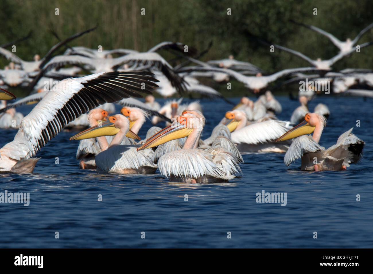 Grandi pellicani bianchi (Pelecanus onocrotalus), Delta del Danubio Foto Stock